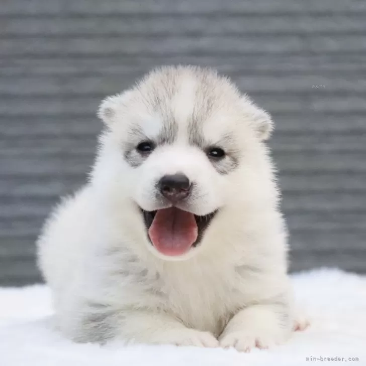 ID：2407-01491の子犬