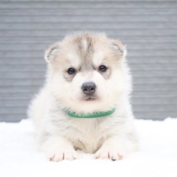 シベリアンハスキー【東京都・男の子・2024年9月1日・シルバー&ホワイト】の写真「外産血統🌟父親日本JCH・兄妹２匹」