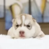 シベリアンハスキー【東京都・女の子・2024年1月12日・チョコレート&ホワイト】の写真1