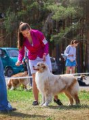 オーストラリアン・シェパード【・男の子・2024年1月1日・レッドマール&ホワイト】