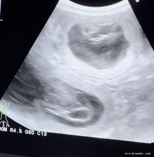 篠田恵美ブリーダーのブログ：ルアンとりなが受胎していました