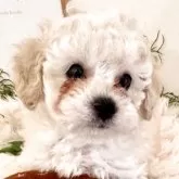 タイニープードル
