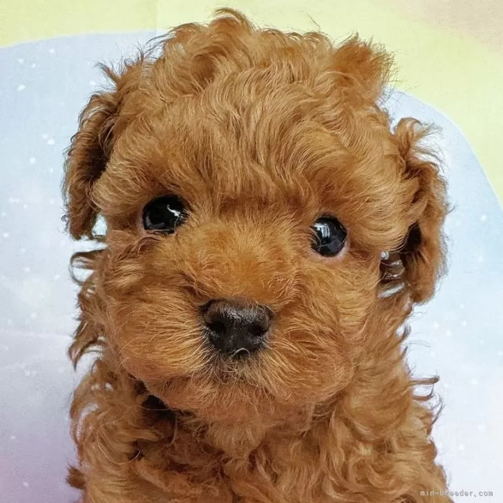 ID：2409-07111の子犬