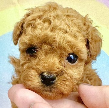 トイプードル(ティーカップ)【千葉県・女の子・2024年8月25日・レッド】の写真「小顔でお鼻もぺちゃんこのおっとりさんです」