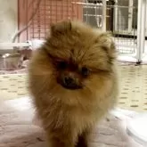 ポメラニアン