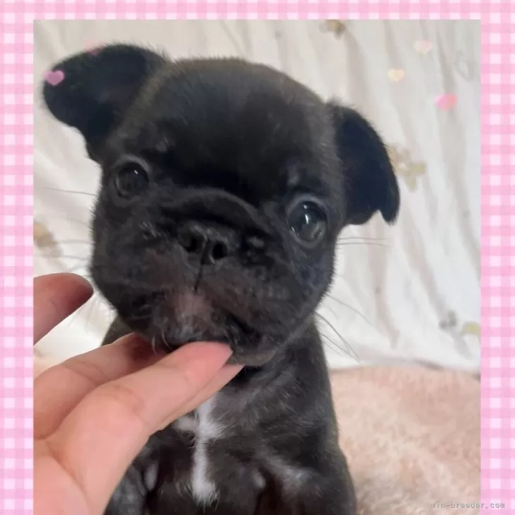 ID：2407-08308の子犬