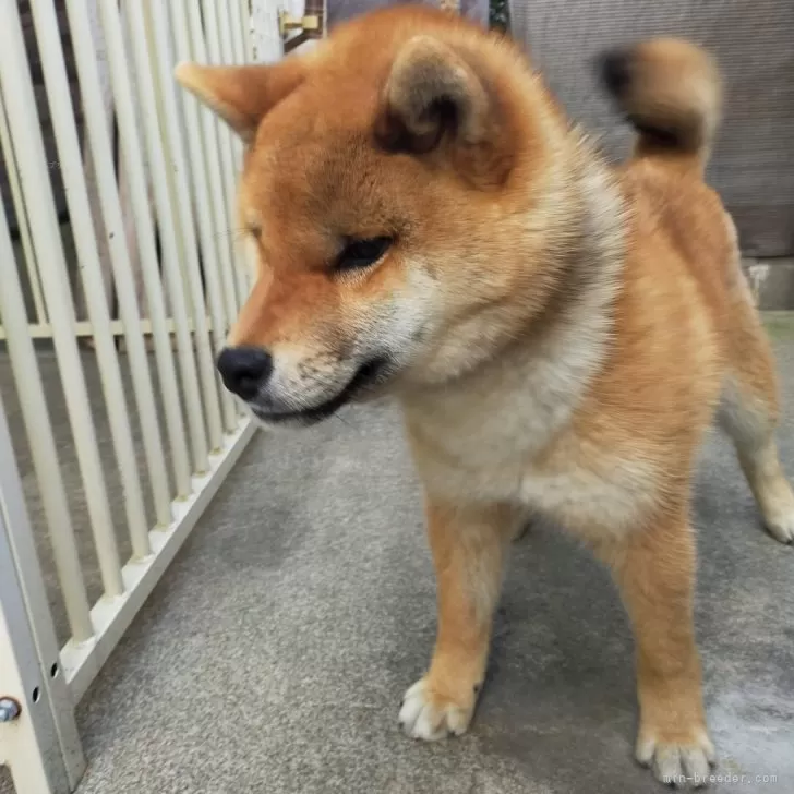 T.H 様のお迎えした子犬