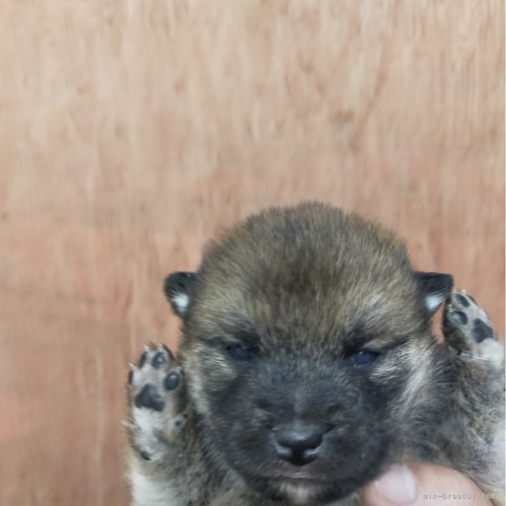 ブリーダー画像