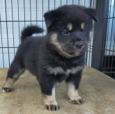 柴犬(標準サイズ)
