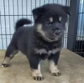 柴犬(標準サイズ)