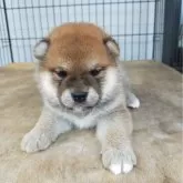 柴犬(標準サイズ)