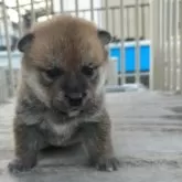柴犬(標準サイズ)