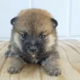 柴犬(標準サイズ)