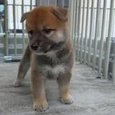 柴犬(標準サイズ)