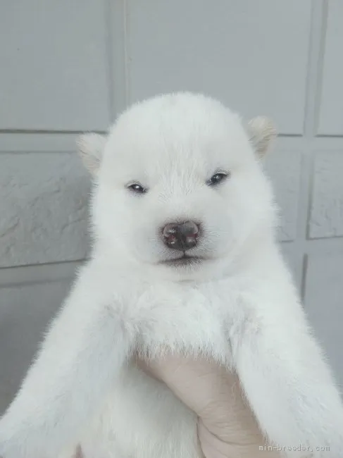 ID:2009-02463の子犬