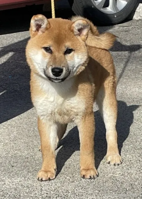 ID:2212-00174の子犬