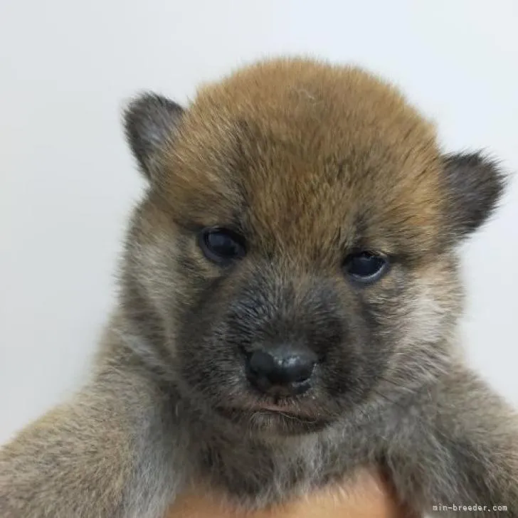ID:2208-00816の子犬