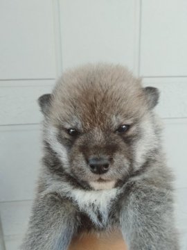 柴犬(標準サイズ)【岐阜県・女の子・2020年1月18日・赤】の写真「少々小振り」