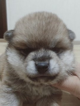 柴犬(標準サイズ)【岐阜県・女の子・2020年4月8日・赤】の写真「おっとり女のコ」