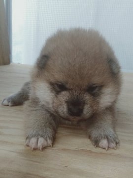 柴犬(標準サイズ)【岐阜県・男の子・2020年4月8日・赤】の写真「おっとり男の子」