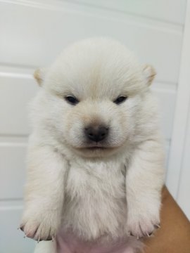 柴犬(標準サイズ)【岐阜県・女の子・2021年10月10日・白】の写真「元気な女のコ」
