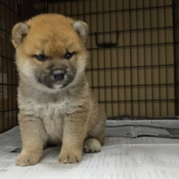 柴犬(標準サイズ)【岐阜県・男の子・2024年4月18日・赤】の写真「凛々しいイケメン」