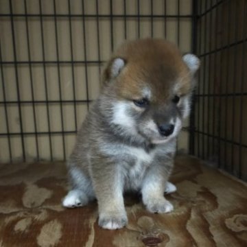 柴犬(標準サイズ)【岐阜県・女の子・2023年9月1日・赤】の写真「父犬祖父犬日保支部展覧会１席入賞」