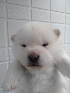 柴犬(標準サイズ)【岐阜県・男の子・2021年2月22日・白】の写真「のんびり男の子」