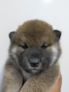 柴犬(標準サイズ)【岐阜県・男の子・2022年4月3日・赤】の写真「まるまるもこもこな男の子」