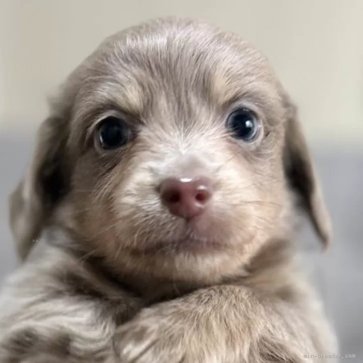 ID:2411-07830の子犬