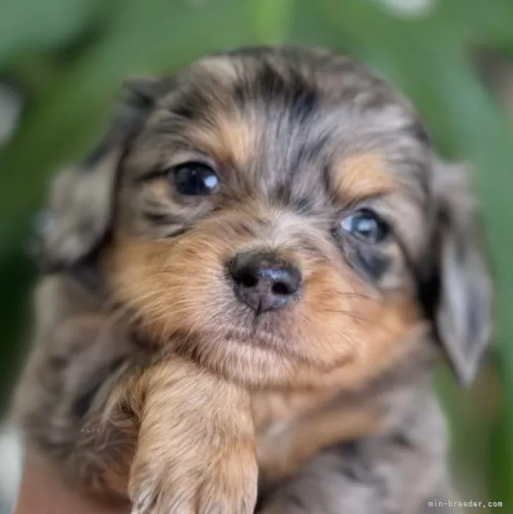 ID:2505-06222の子犬