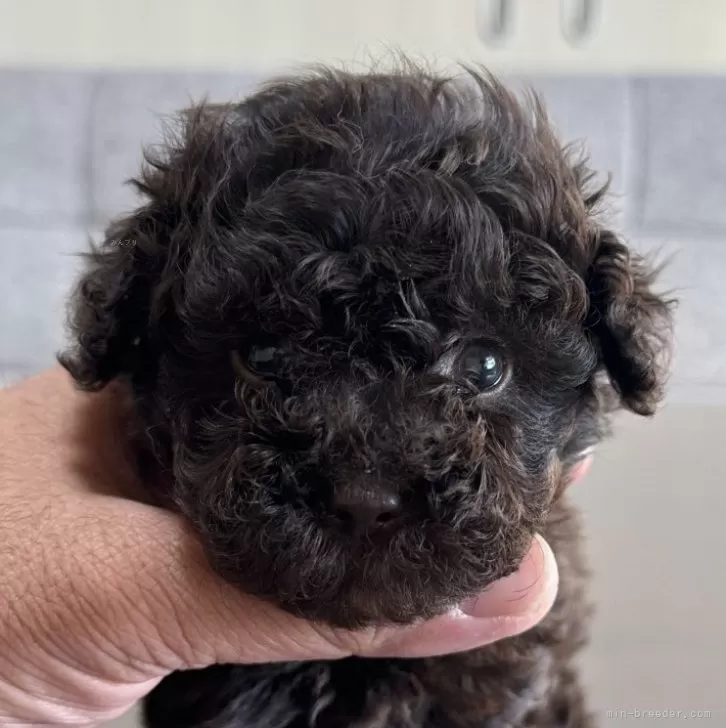 ID:2411-05396の子犬
