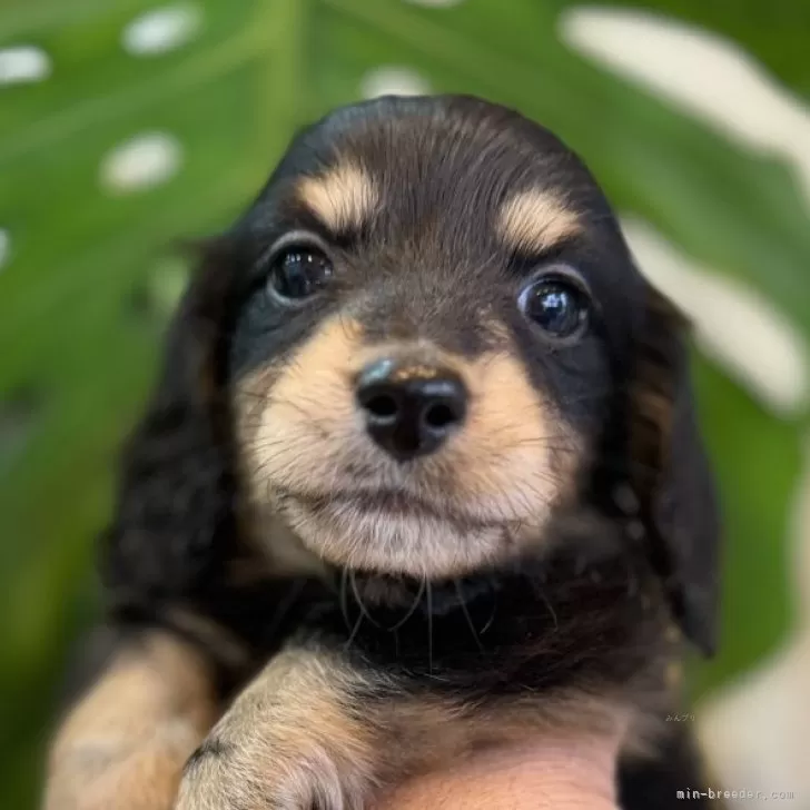 ID：2502-04751の子犬