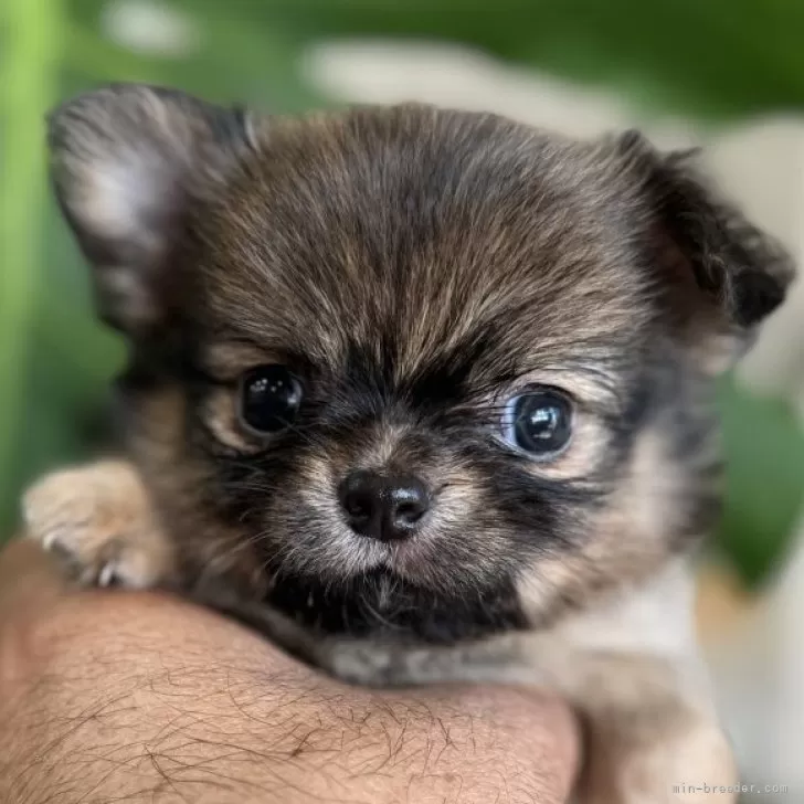 ツガワ 様のお迎えした子犬