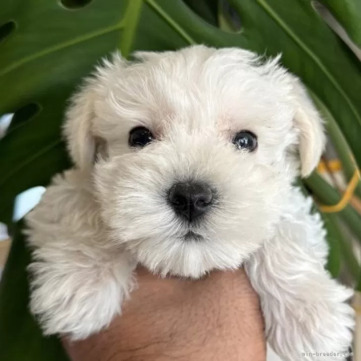 ユキ 様のお迎えした子犬