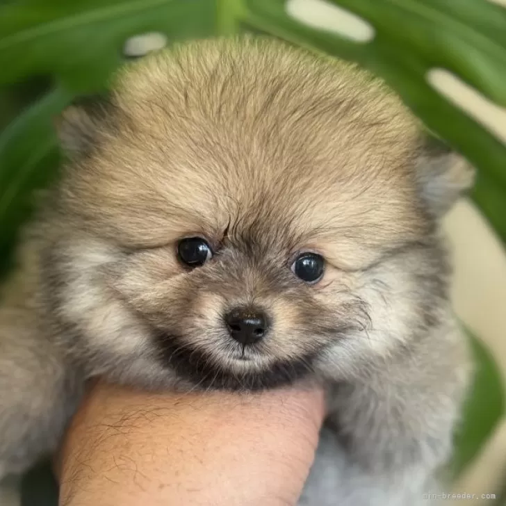 ID:2502-01675の子犬
