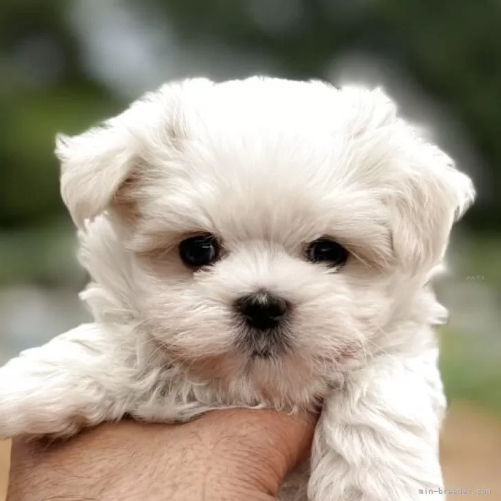ID:2507-00194の子犬