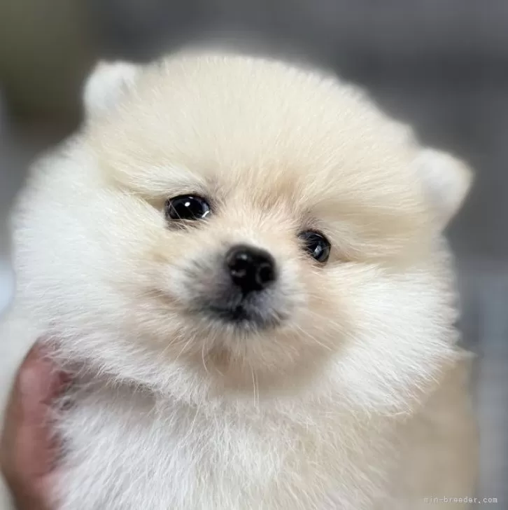 ID：2509-01088の子犬