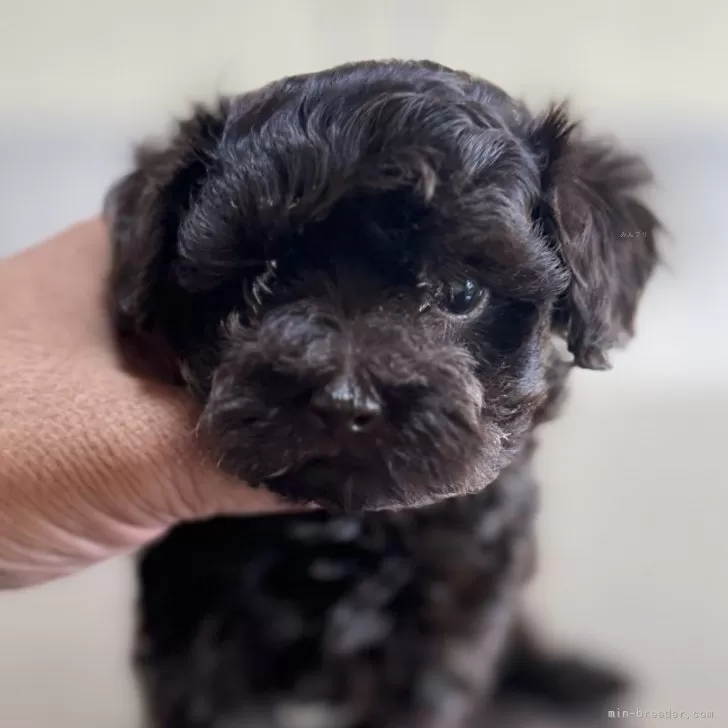 ID：2411-05375の子犬