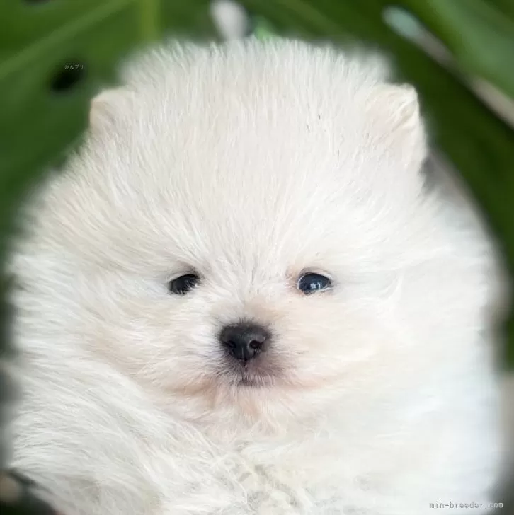 ID:2503-07777の子犬