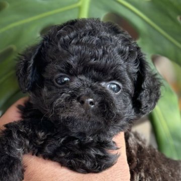 チワプー(トイプードル×チワワ)【静岡県・女の子・2025年10月13日・ブラック】の写真「可愛い女の子」