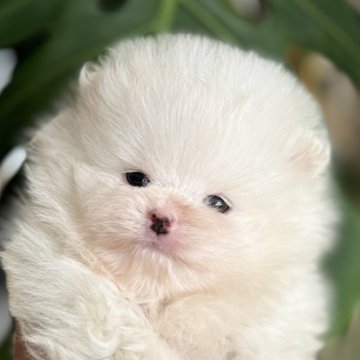 ポメラニアン【静岡県・男の子・2025年10月2日・クリーム】の写真「毛量たっぷりの男の子」