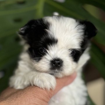 チワマル(チワワ×マルチーズ)【静岡県・女の子・2025年10月12日・ホワイト&ブラック】の写真「可愛い小さな女の子」