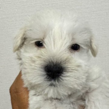 ミニチュアシュナウザー【静岡県・男の子・2025年6月27日・ホワイト】の写真「可愛い男の子」