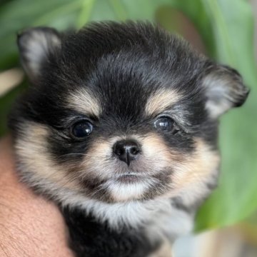 ポメチワ(チワワ×ポメラニアン)【静岡県・女の子・2025年11月10日・ブラックタン】の写真「可愛い女の子」