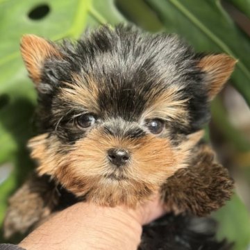 ヨークシャーテリア【静岡県・男の子・2025年10月24日・スチールブルータン】の写真「イケメンヨーキー君」