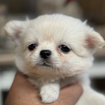 ポメチワ(ポメラニアン×チワワ)【静岡県・女の子・2025年9月20日・ホワイト】の写真「可愛いポメチワちゃん」