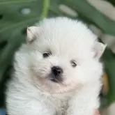 ポメラニアン