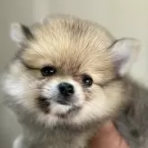 ポメラニアン