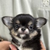 チワワ(ロング)